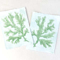 Green Seaweed No. 2