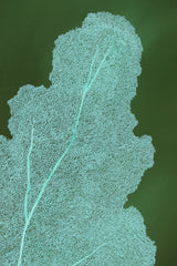 Emerald Reef
