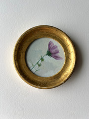 Cosmos Study i