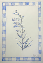 Penstemon