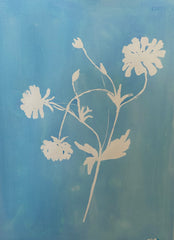 Butterfly Ranunculus