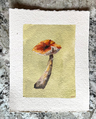 Mushroom Study 1