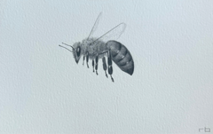 Bee 1