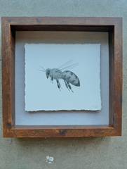 Little Bee 1