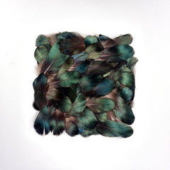 Luminous Feather Field