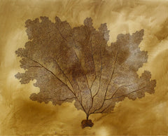 Amber Vines