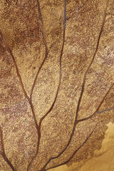 Amber Vines