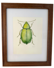 Beetle