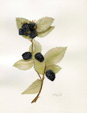 Blackberries