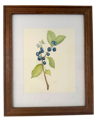 Blueberries
