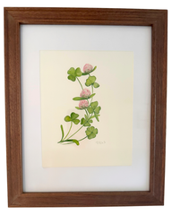 Clover