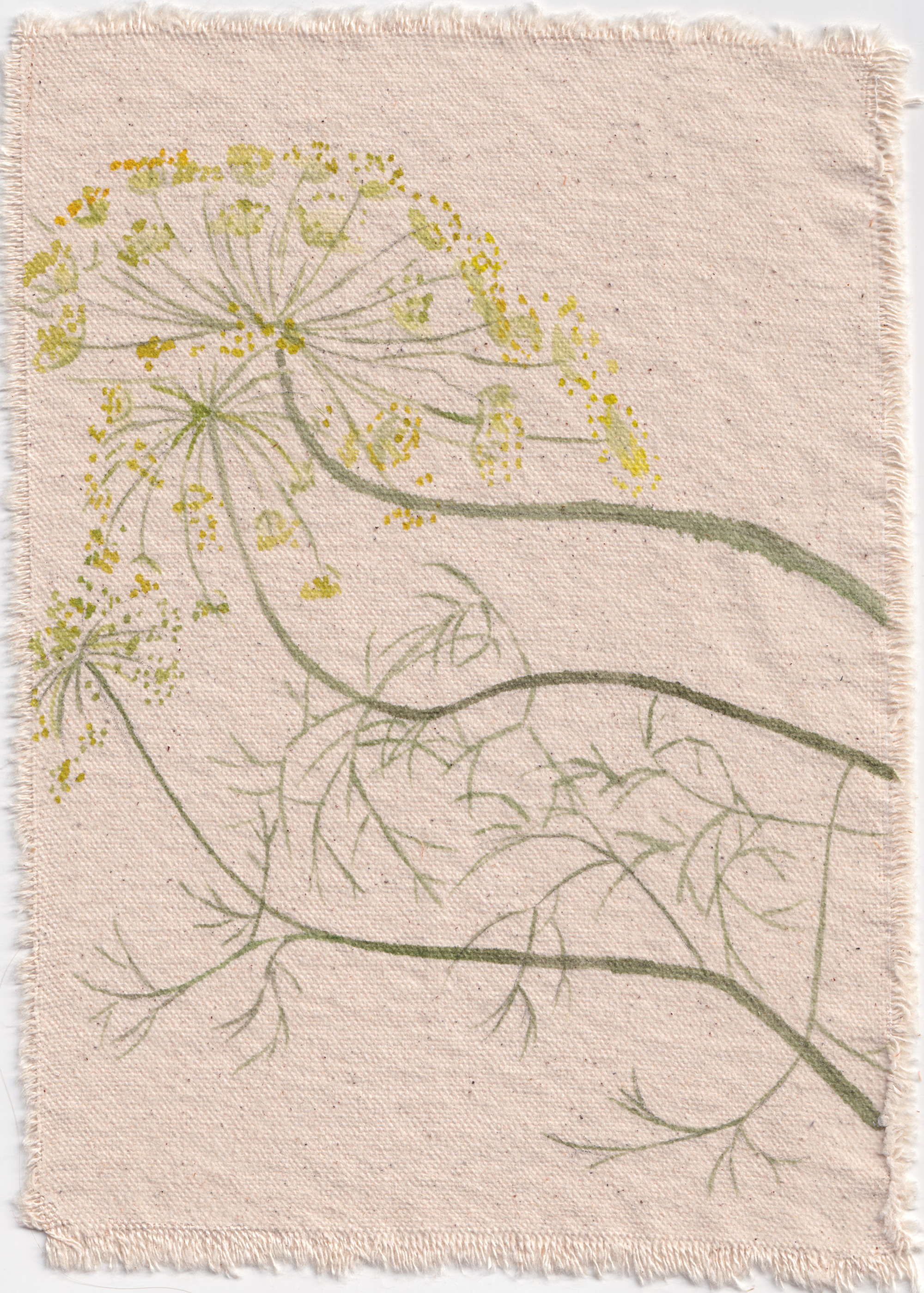 Dill