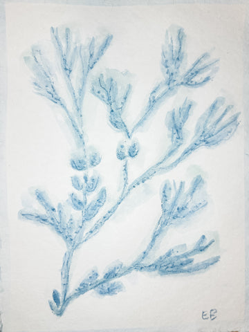 Blue Sea Kelp No. 4