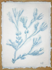Blue Sea Kelp No. 4