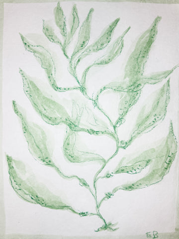 Green Sea Kelp No. 1