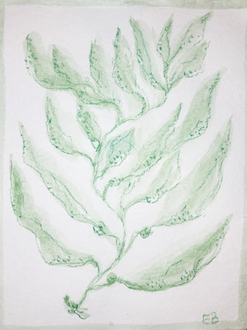 Green Sea Kelp No. 2