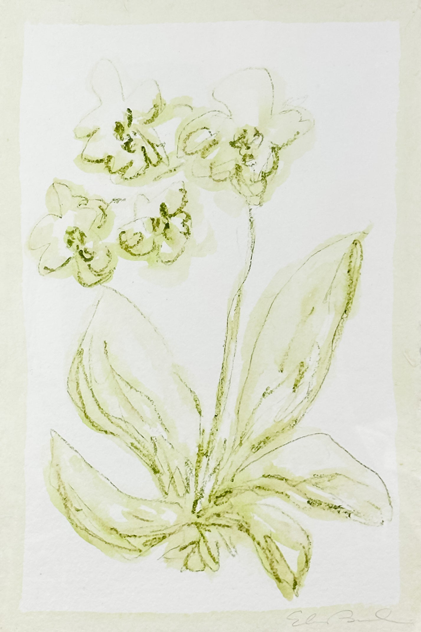 Toile Orchid No. 1