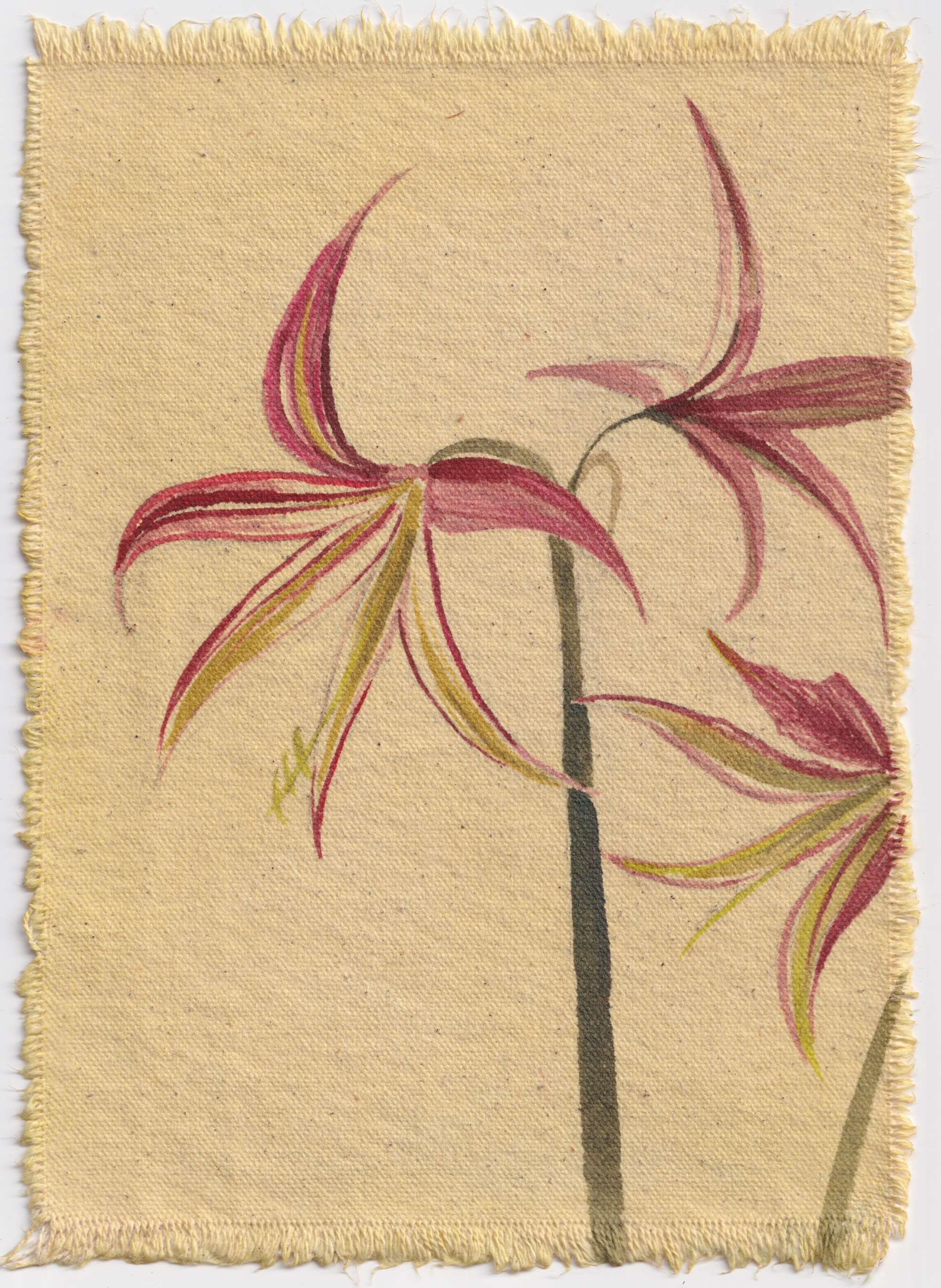 Iris