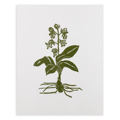 Botanical 39