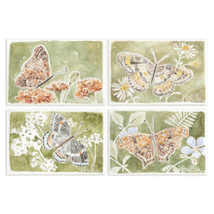 Butterflies 034