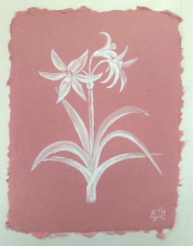 Crinum Lily 'Stars and Stripes'