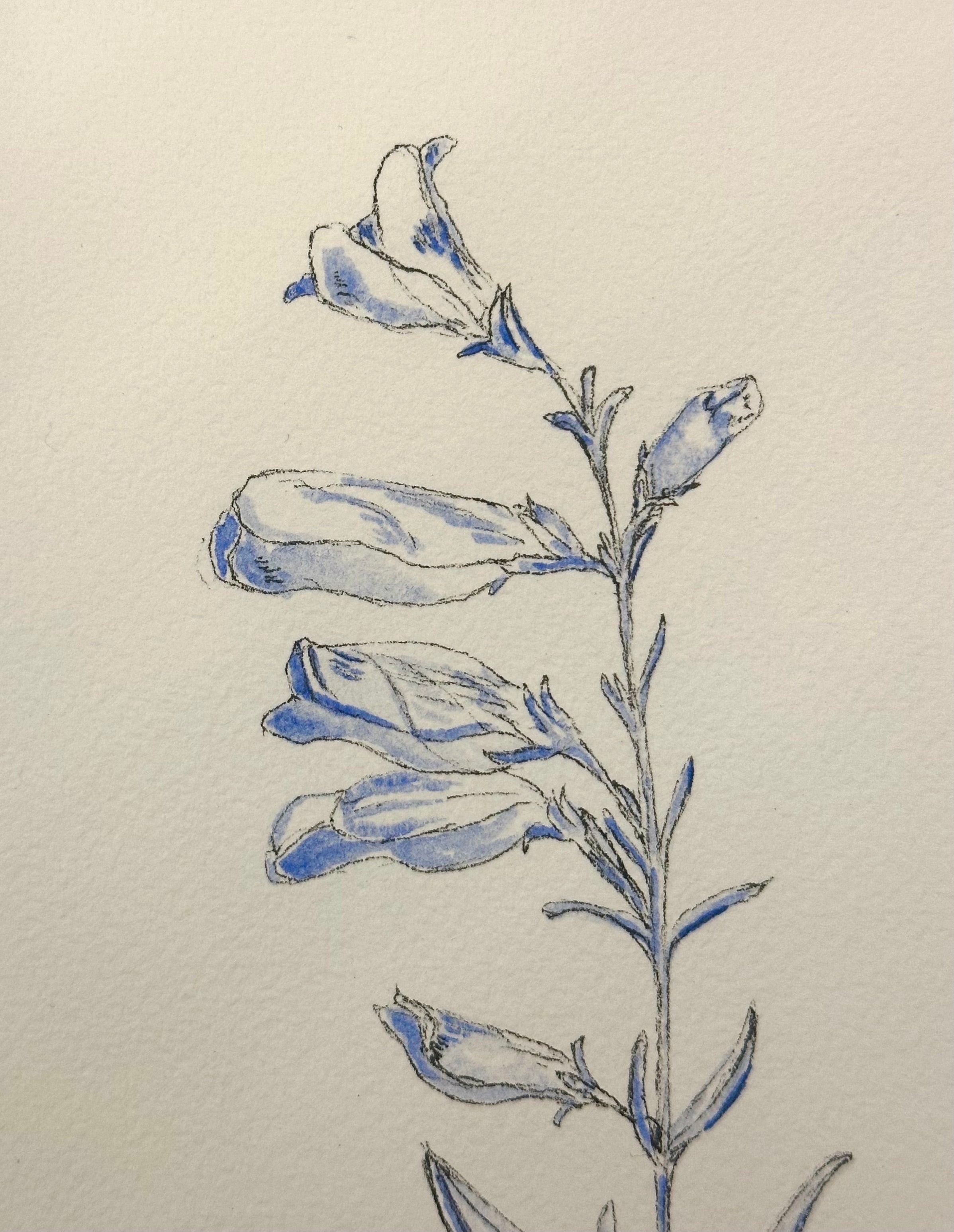 Penstemon