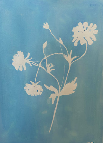 Butterfly Ranunculus