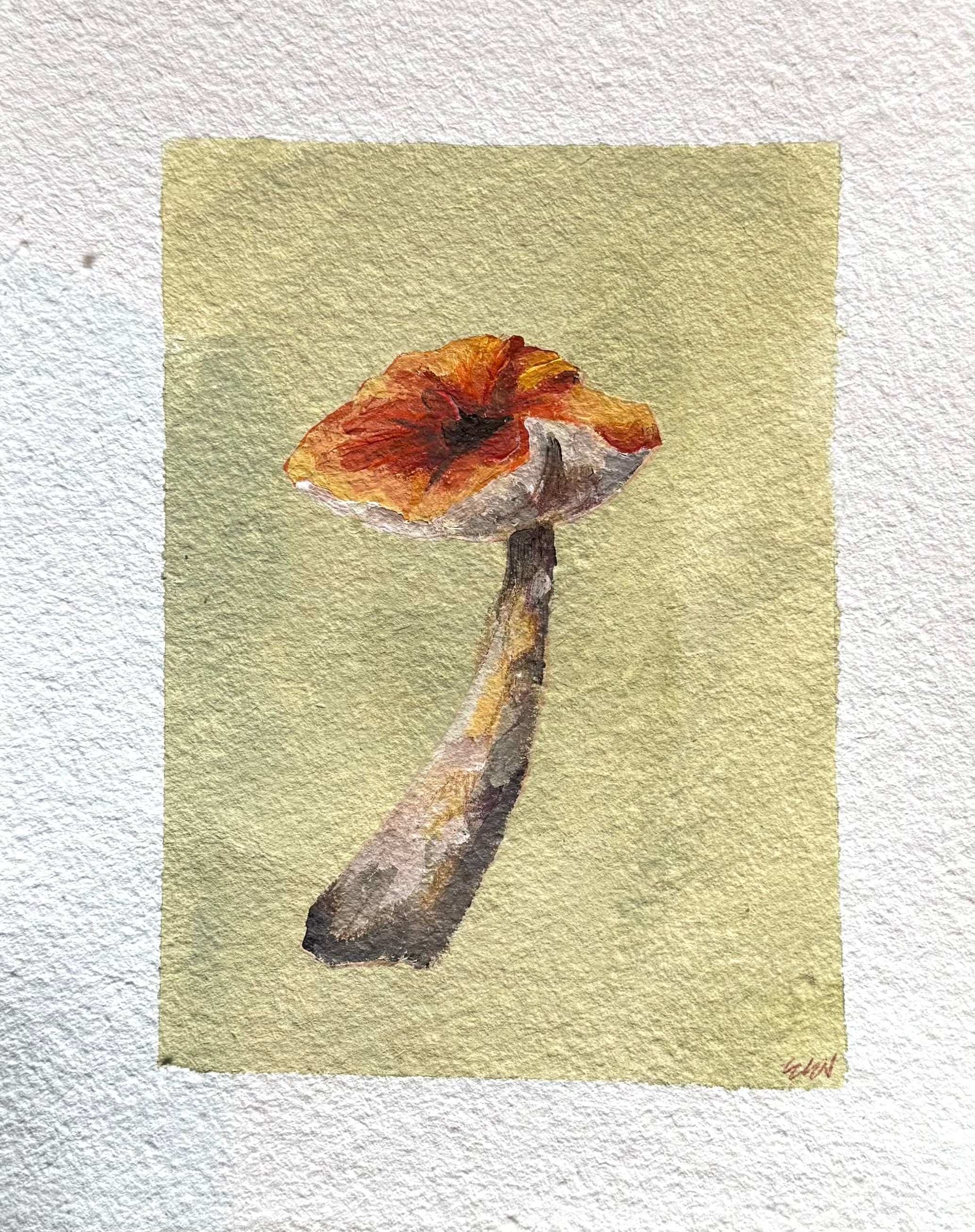 Mushroom Study 1