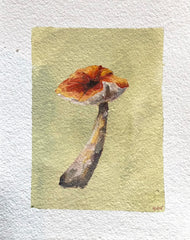 Mushroom Study 1