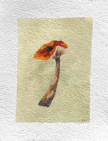 Mushroom Study 2
