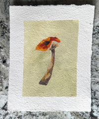 Mushroom Study 2
