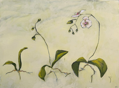 Orchid Study