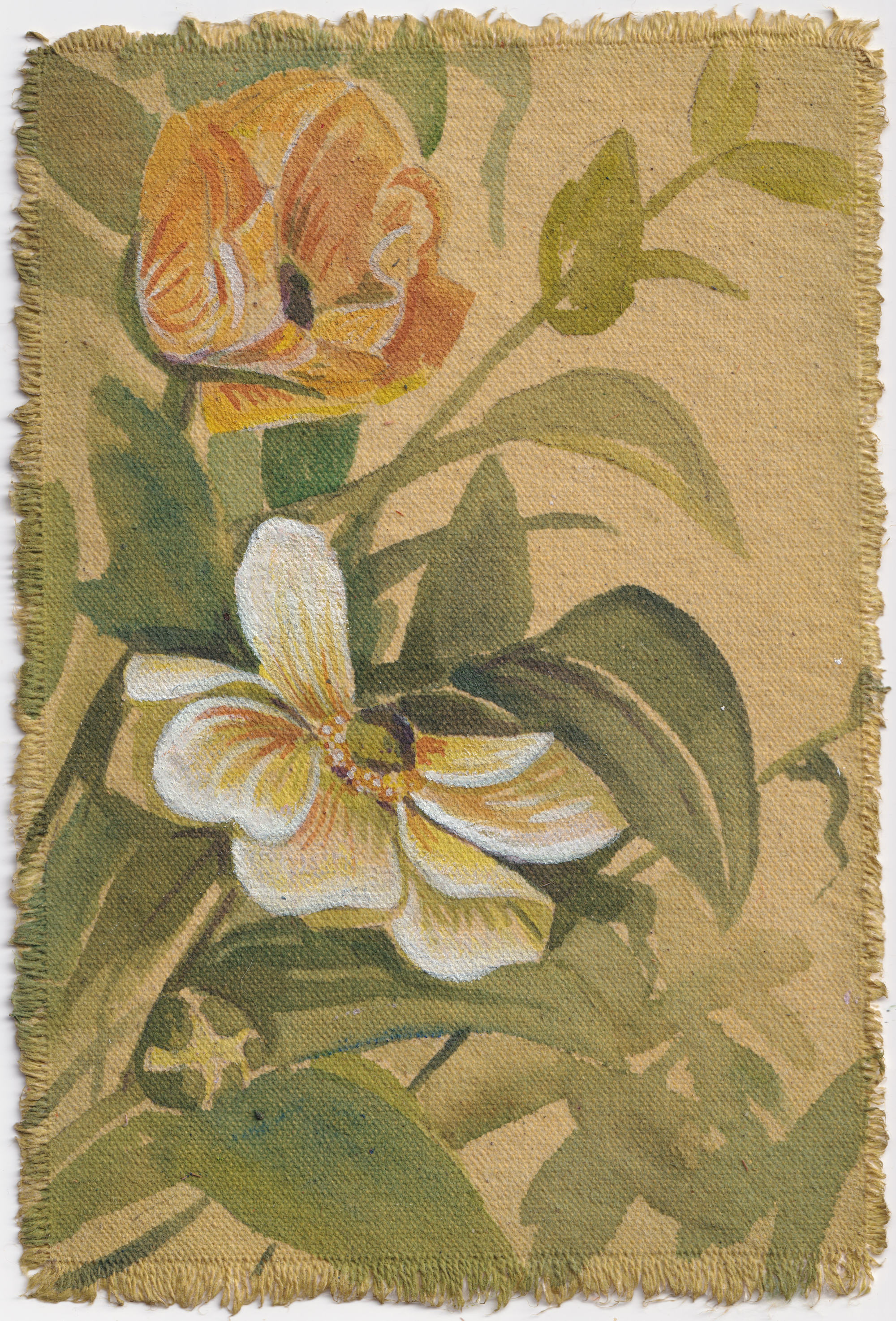 Ranunculus