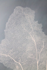 Sea Veil