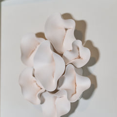 Chrysalis in Ivory