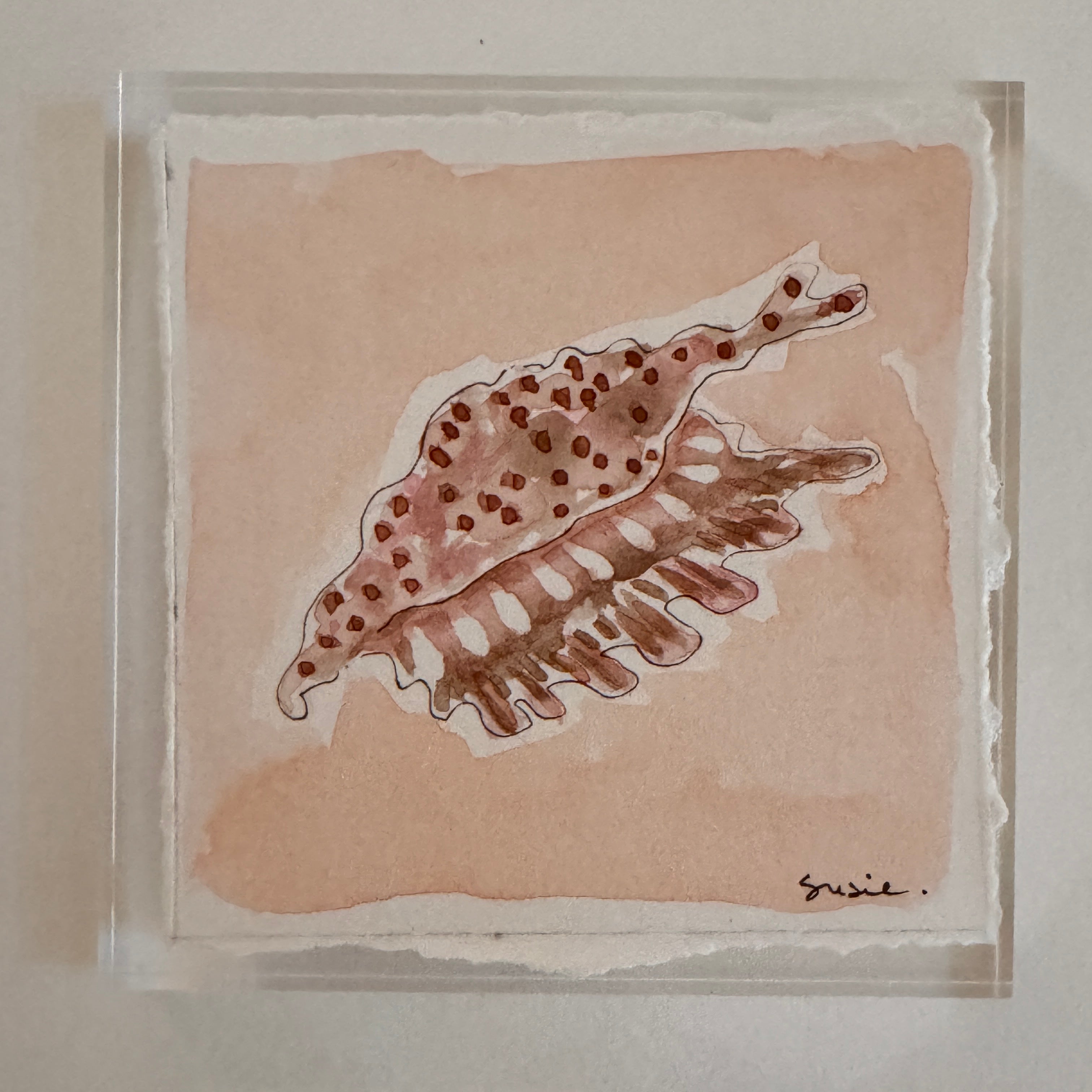 Original Seashell 17