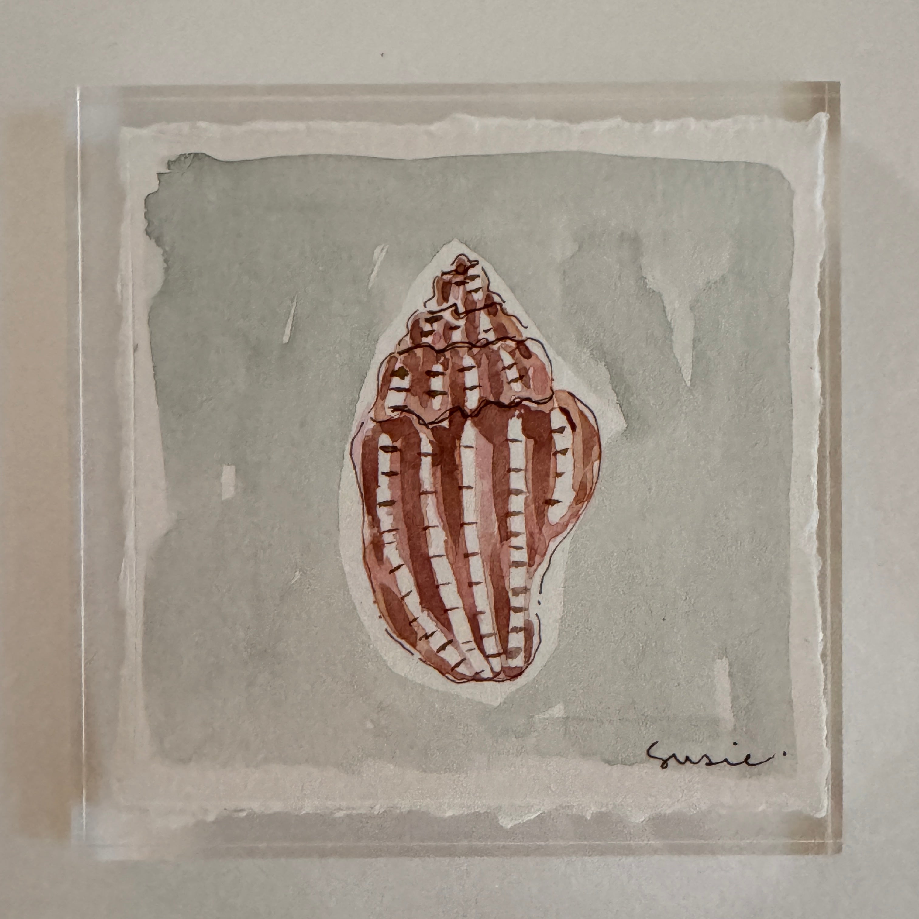 Original Seashell 20
