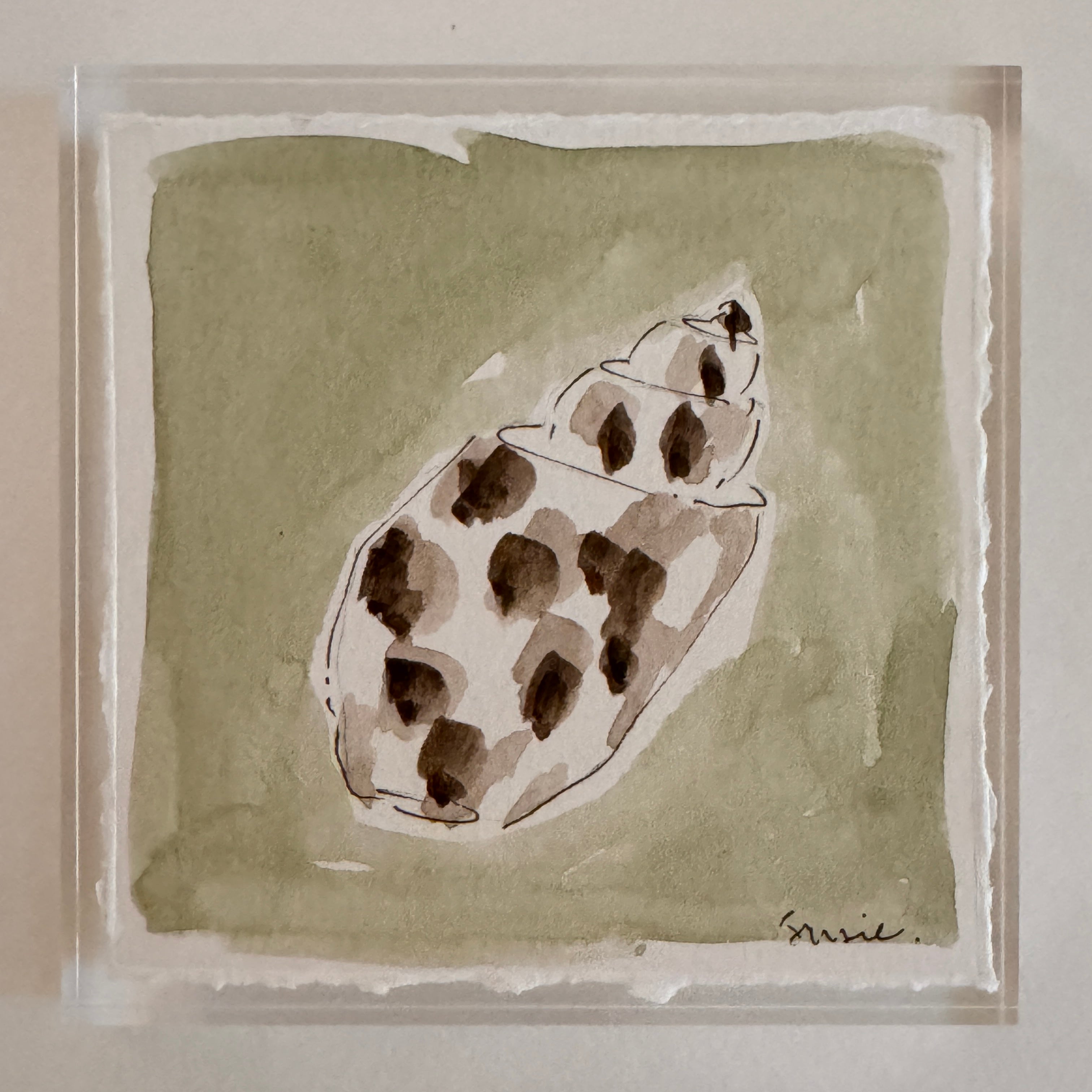 Original Seashell 26