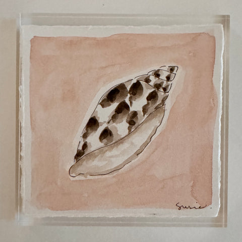 Original Seashell 30