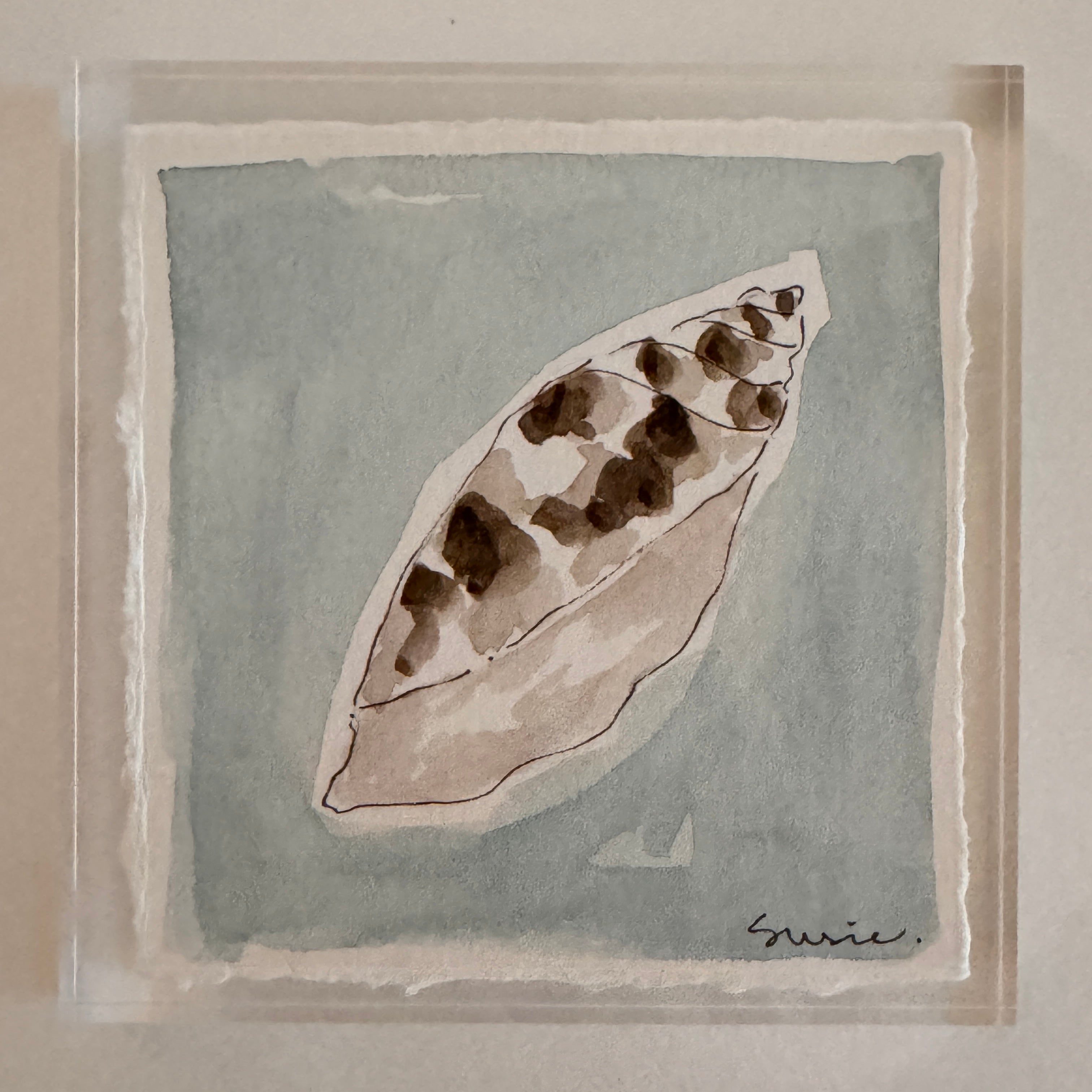 Original Seashell 31