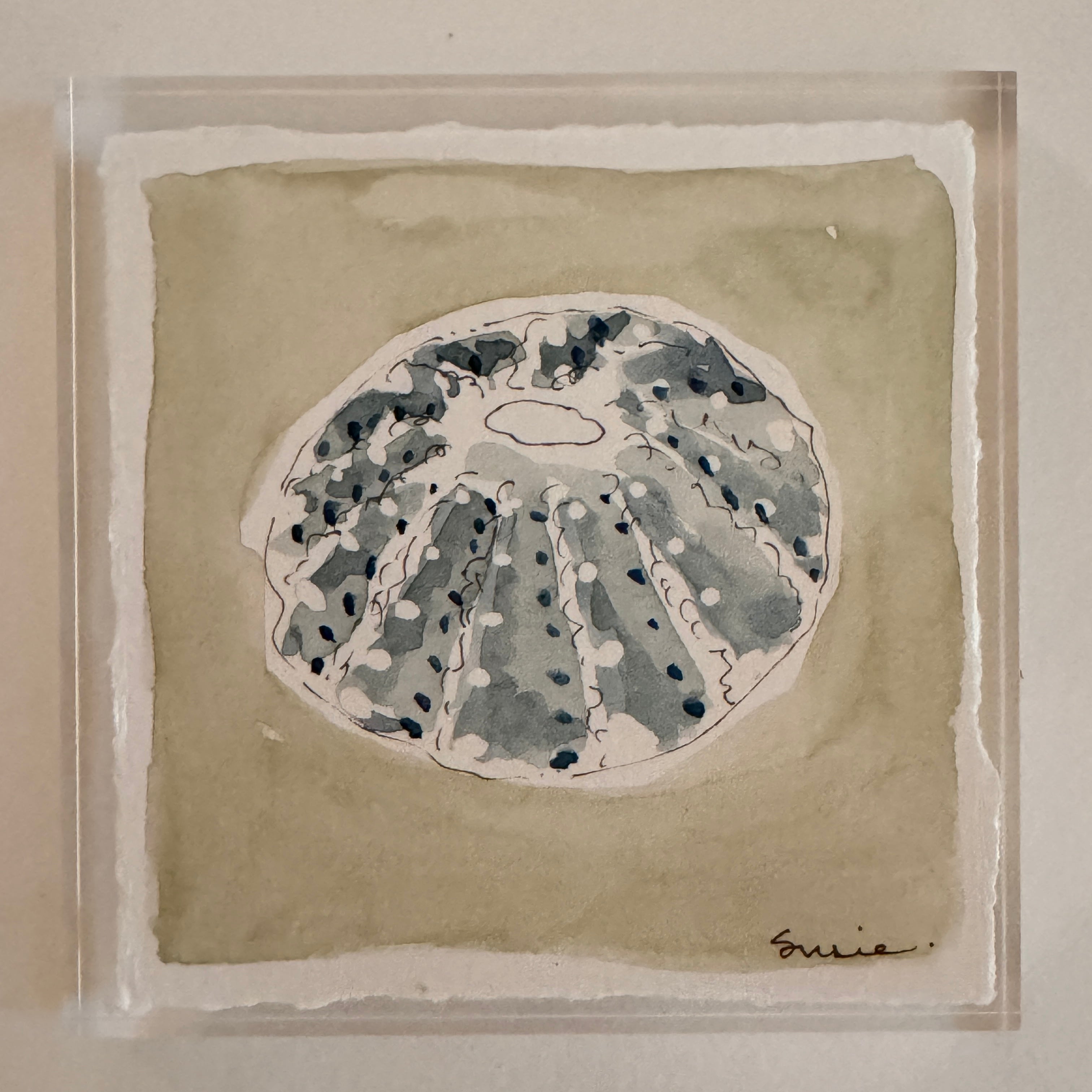 Original Seashell 36