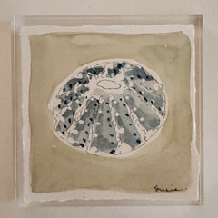 Original Seashell 36