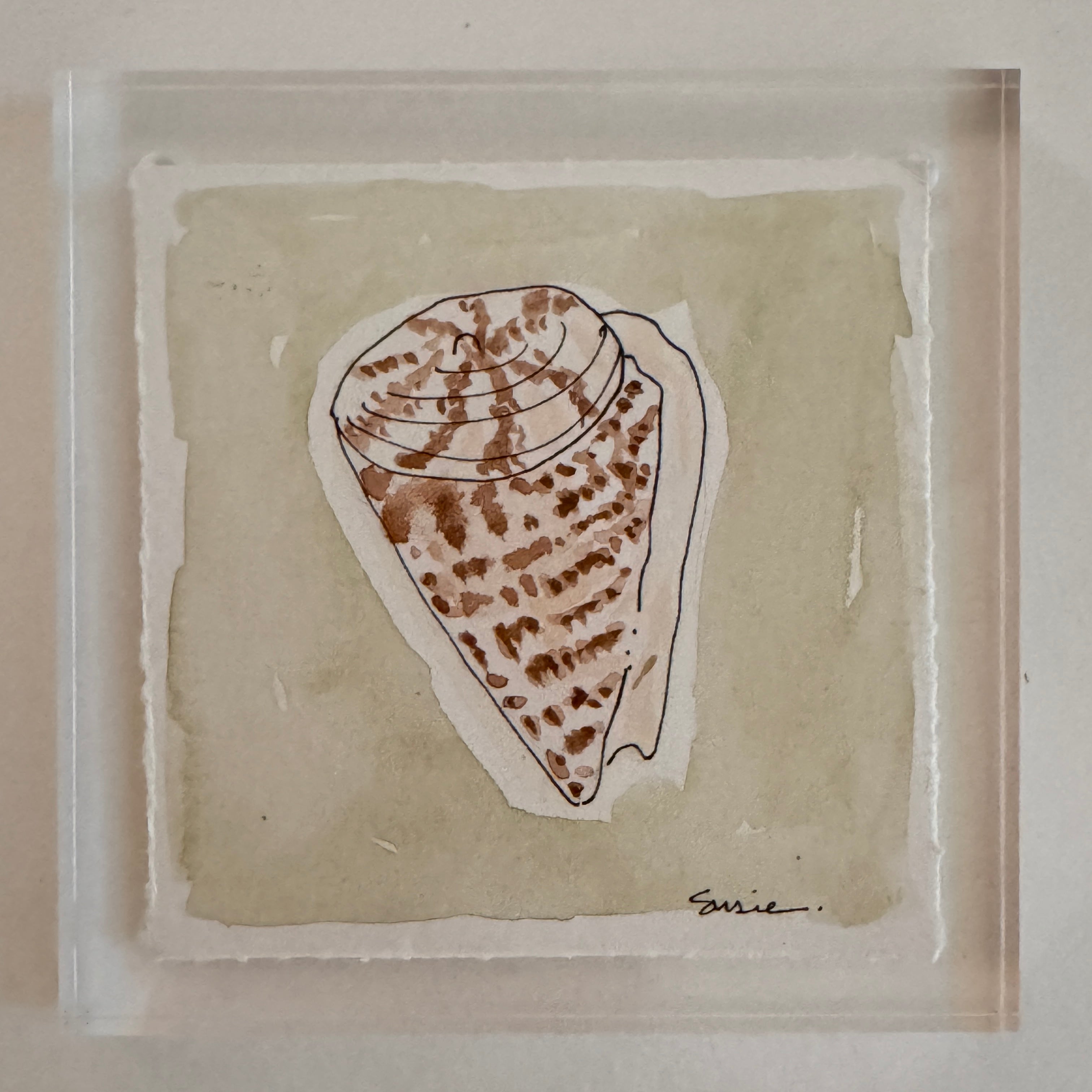 Original Seashell 38