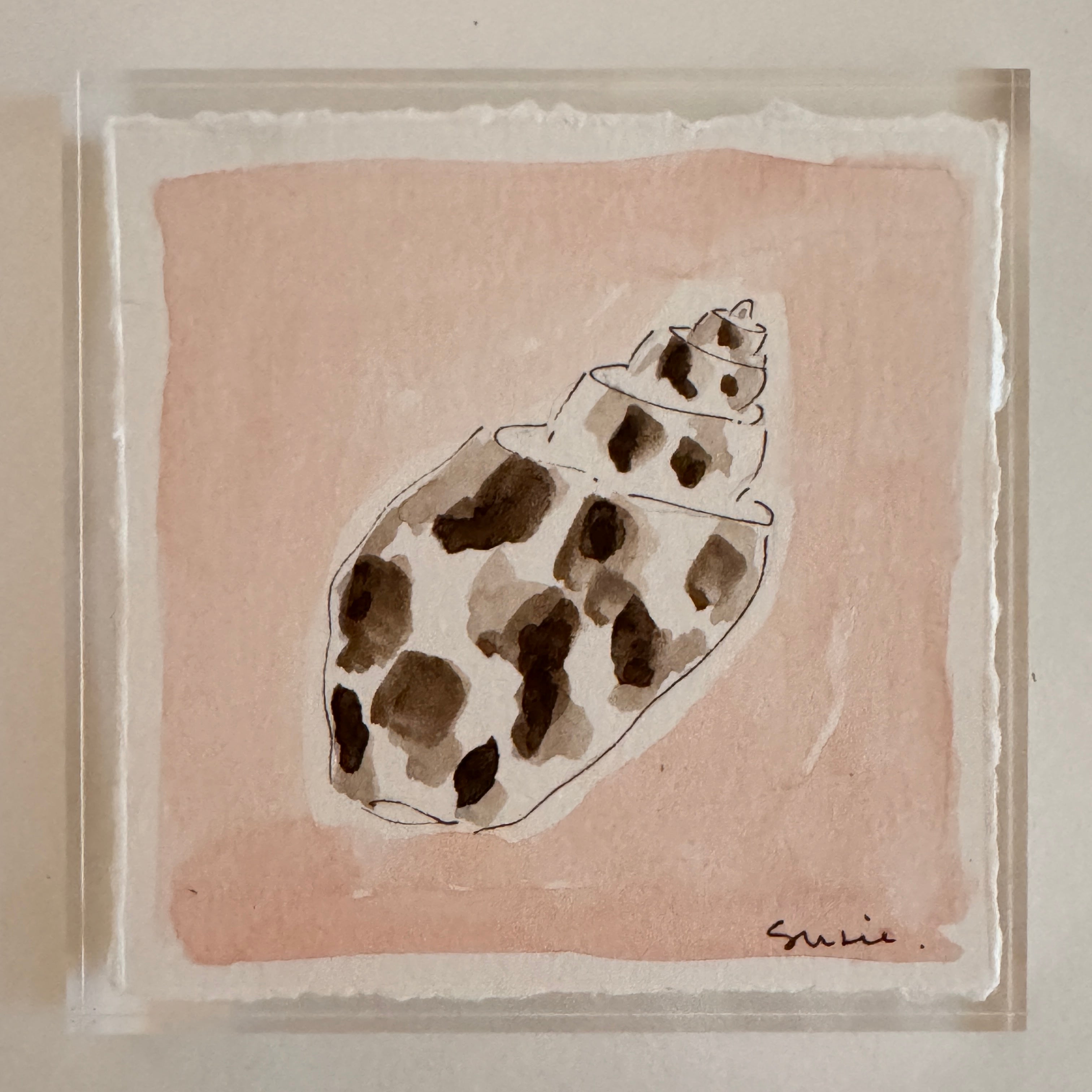 Original Seashell 40