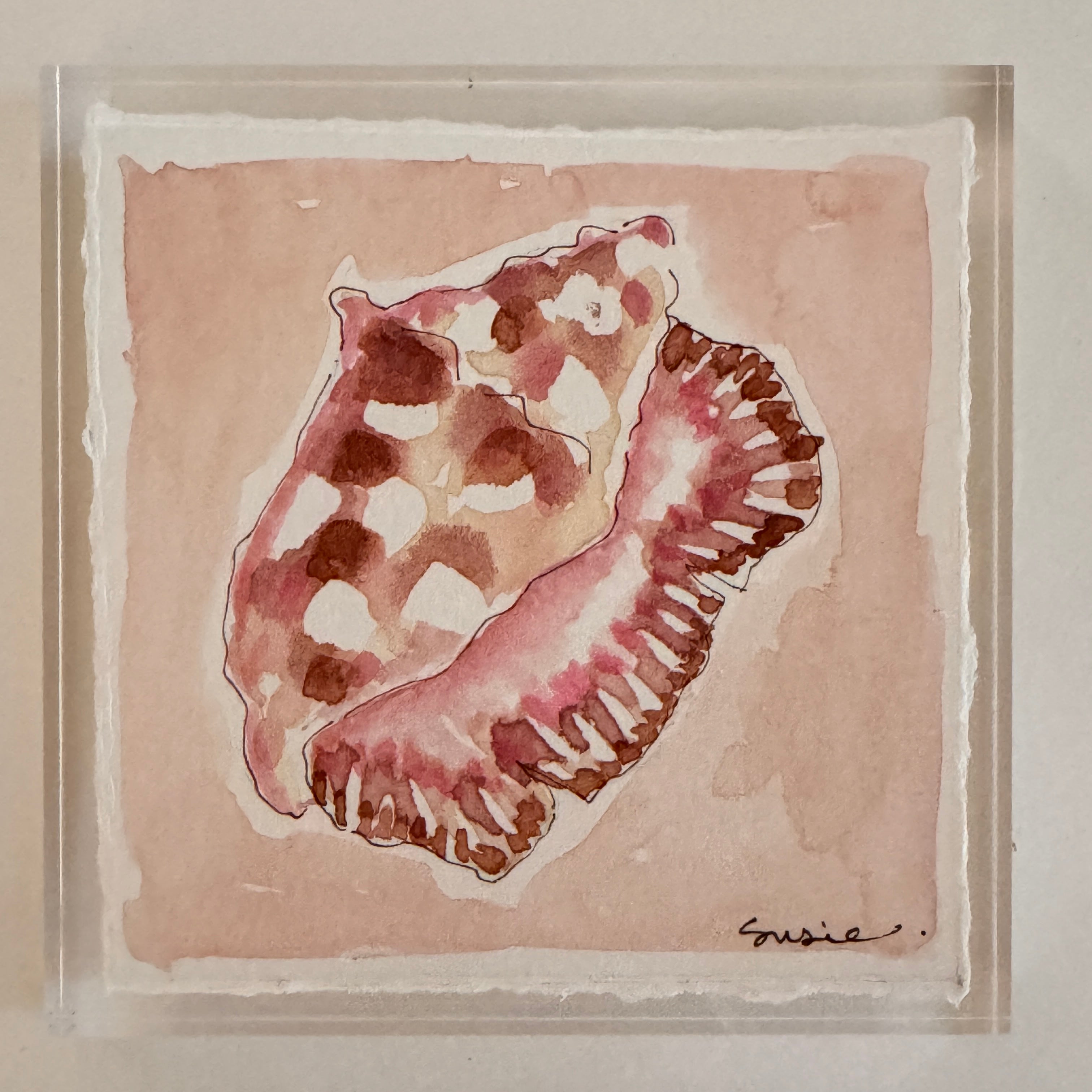 Original Seashell 42