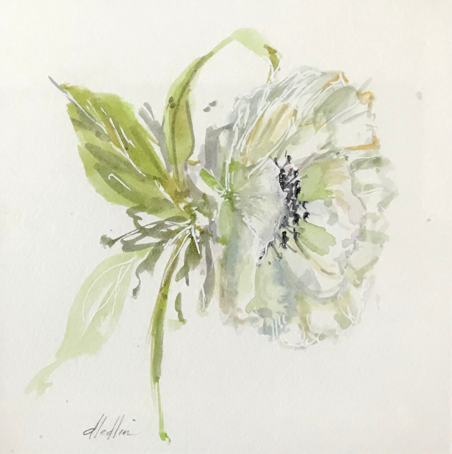 Anemone
