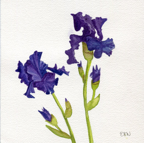 Bearded Iris