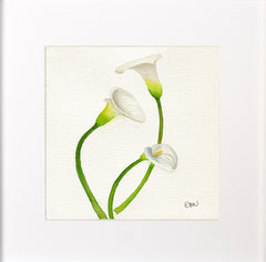 Calla Lilies