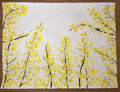 Forsythia