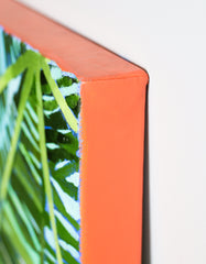 Fly, Florida Blackbird